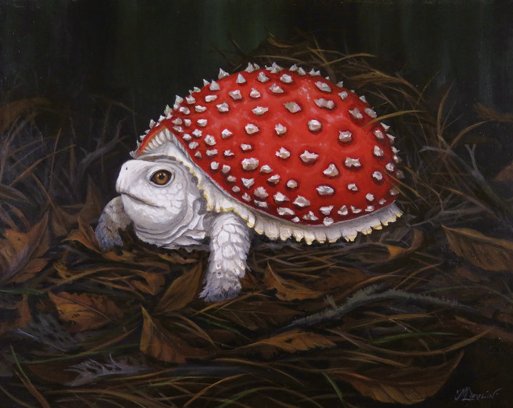 ORNÉLIE AND MOLLY DEVLIN Gallery 3 AMANITA TERRAPIN